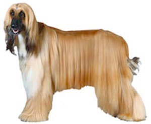 Afghan Hound breed standard example
