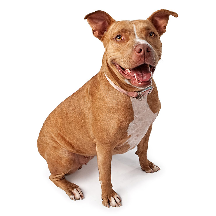 American Pit Bull Terrier breed standard example 2