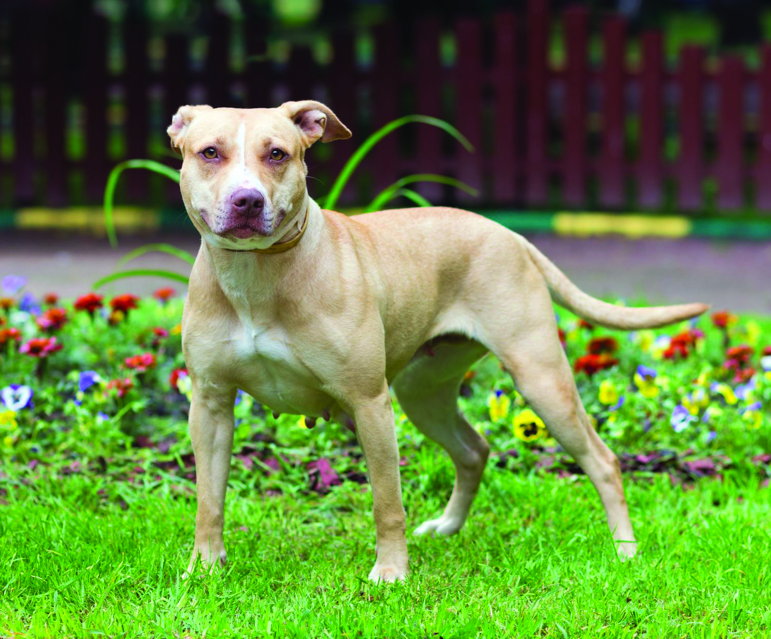American Pit Bull Terrier breed standard example 3