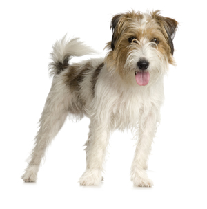 Kromfohrlander breed standard example