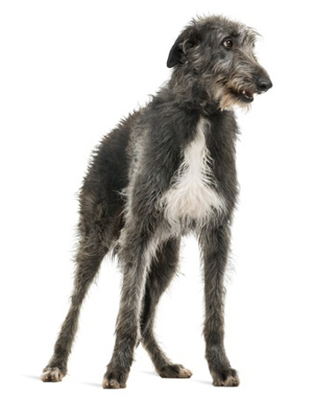 Scottish Deerhound breed standard example
