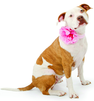 American Staffordshire Terrier breed standard example