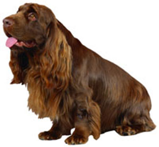 Sussex Spaniel breed standard example