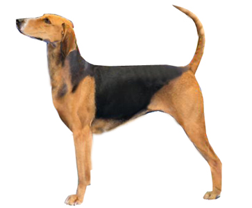 Schiller Hound breed standard example
