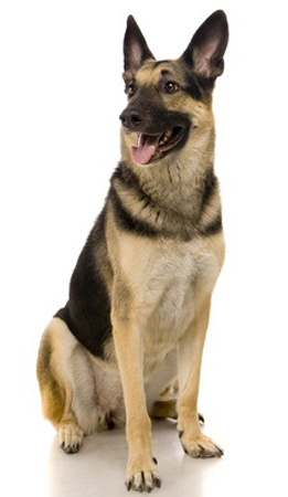 East European Shepherd breed standard example