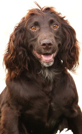 Deutscher Wachtelhund breed standard example