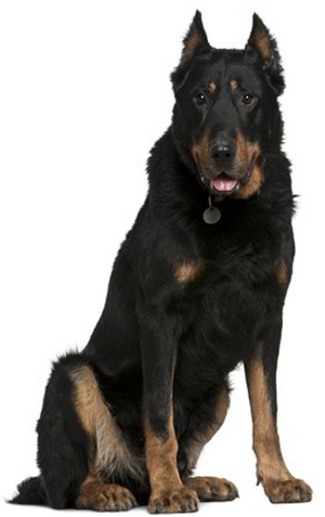 Berger de Beauce breed standard example