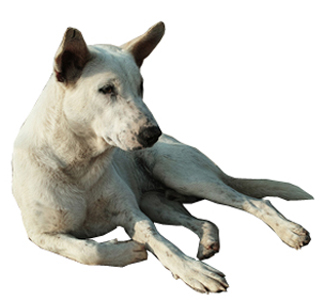 Carolina Dog breed standard example