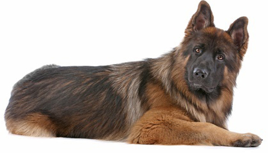 King Shepherd breed standard example