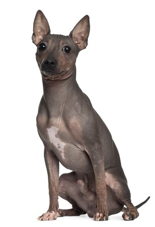 American Hairless Terrier breed standard example
