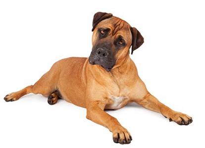Alano breed standard example