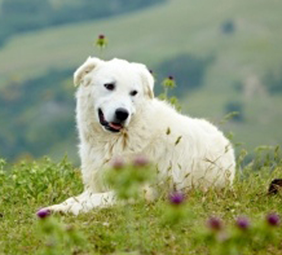 Akbash Dog breed standard example