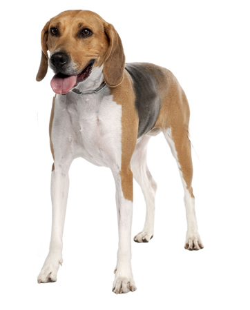 Anglo Francais De Petite Venerie breed standard example