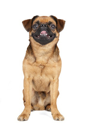 Petit Brabancon breed standard example