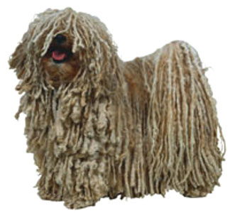 Puli breed standard example