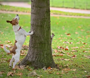 Treeing Feist breed standard example