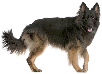 Long-Haired German Shepherd breed standard example