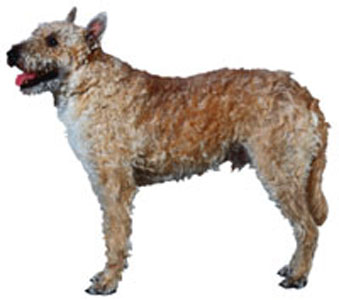 Belgian Laekenois breed standard example