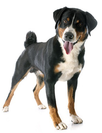 Appenzeller Sennenhund breed standard example