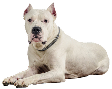Argentino Dogo breed standard example
