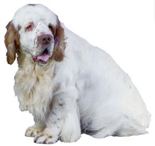 Clumber Spaniel breed standard example