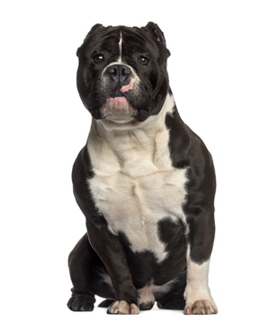 American Bully breed standard example