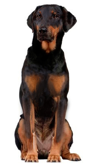 Gonczy Polski breed standard example