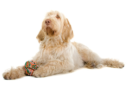 Spinone Italiano breed standard example