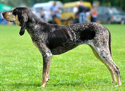 American Blue Gascon Hound breed standard example