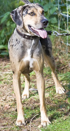 Leopard Hound breed standard example