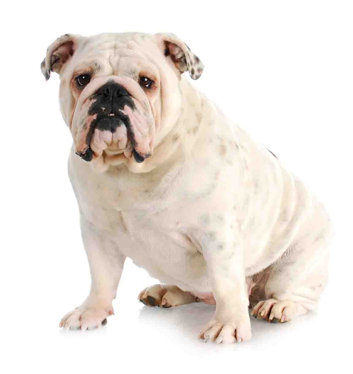 White English Bulldog breed standard example