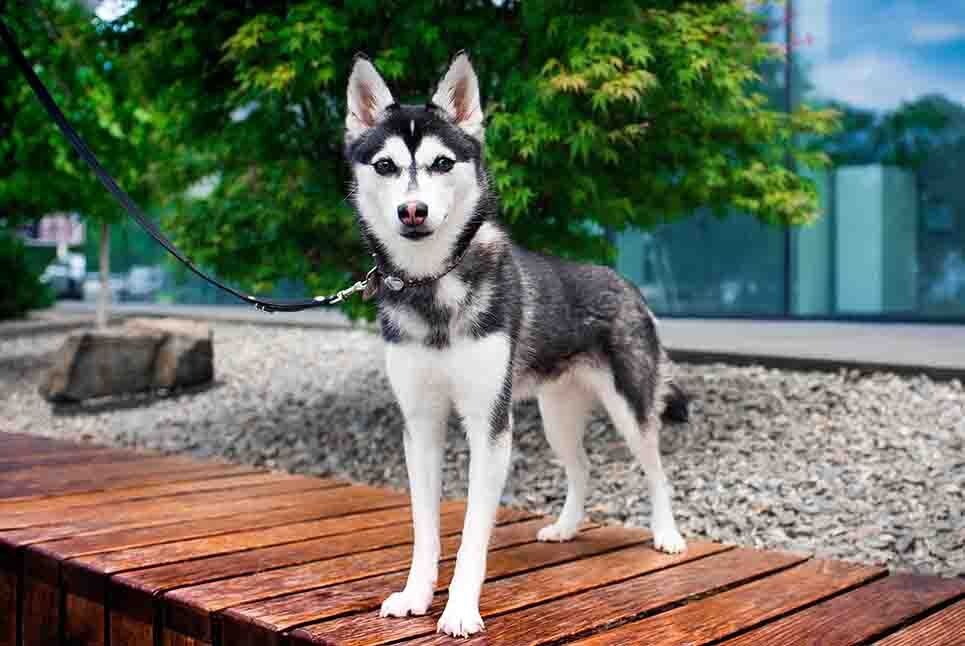 Alaskan Klee Kai breed standard example