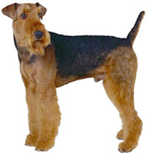 Airedale Terrier breed standard example