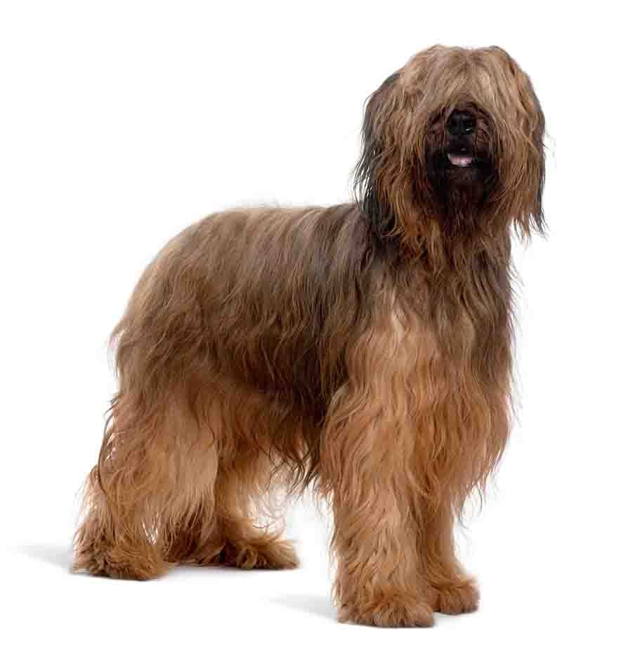 Briard breed standard example