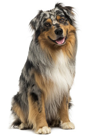 Australian Shepherd breed standard example