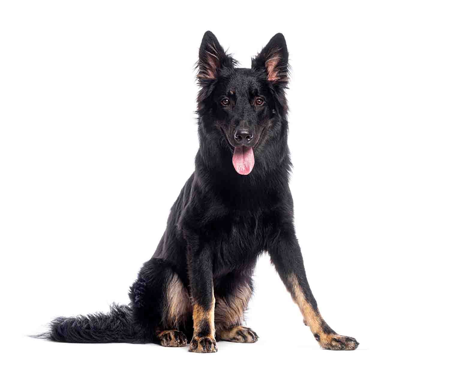 Bohemian Shepherd breed standard example
