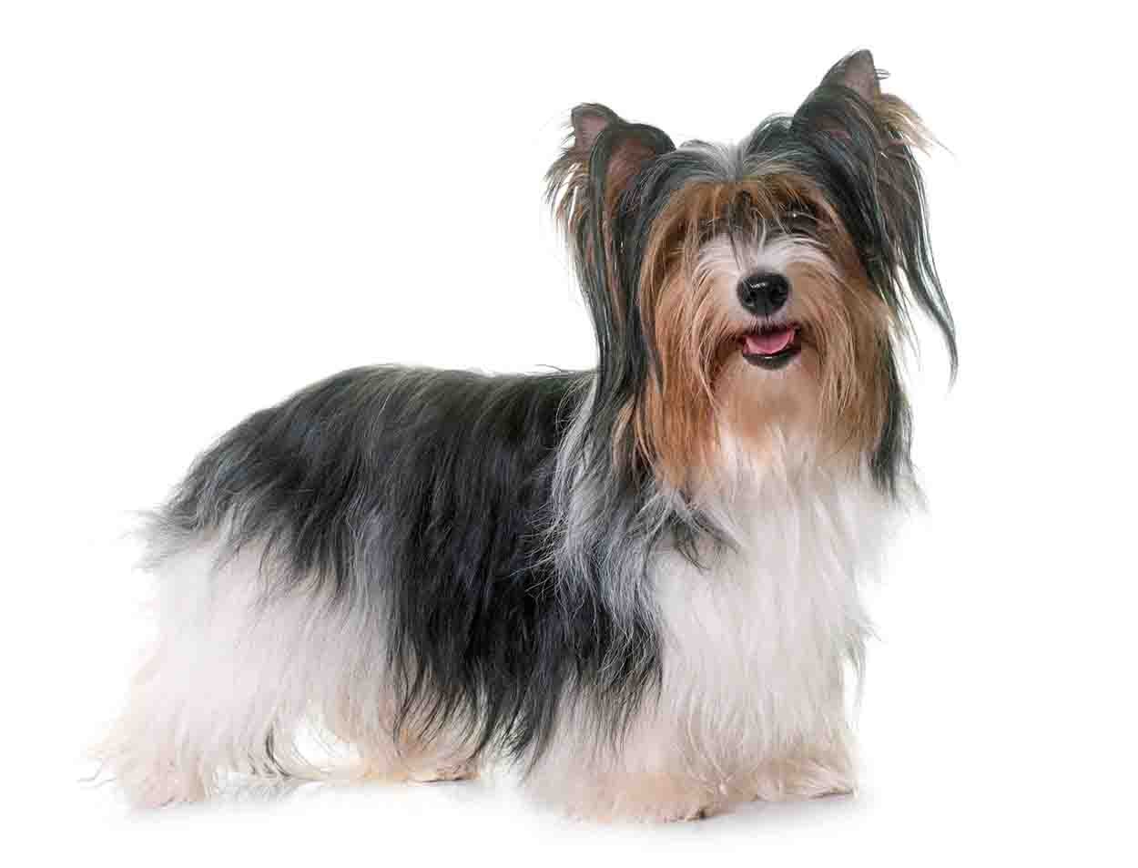 Biewer Terrier breed standard example