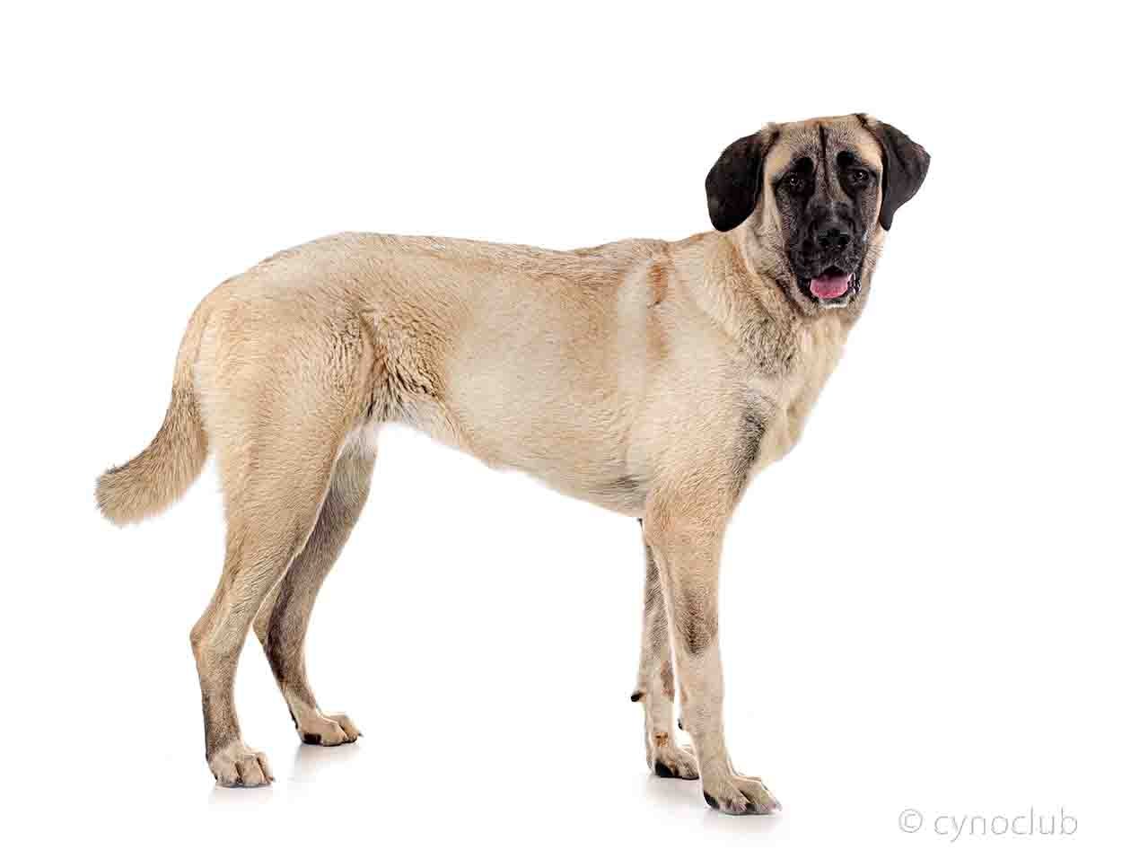 Kangal Dog breed standard example