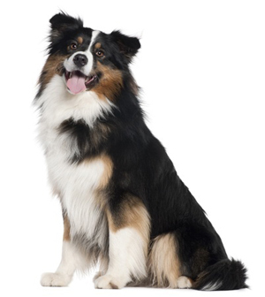 Miniature Australian Shepherd breed standard example