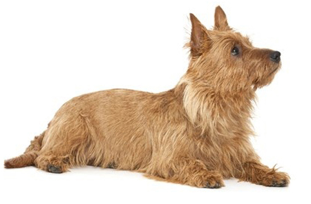 Australian Terrier breed standard example
