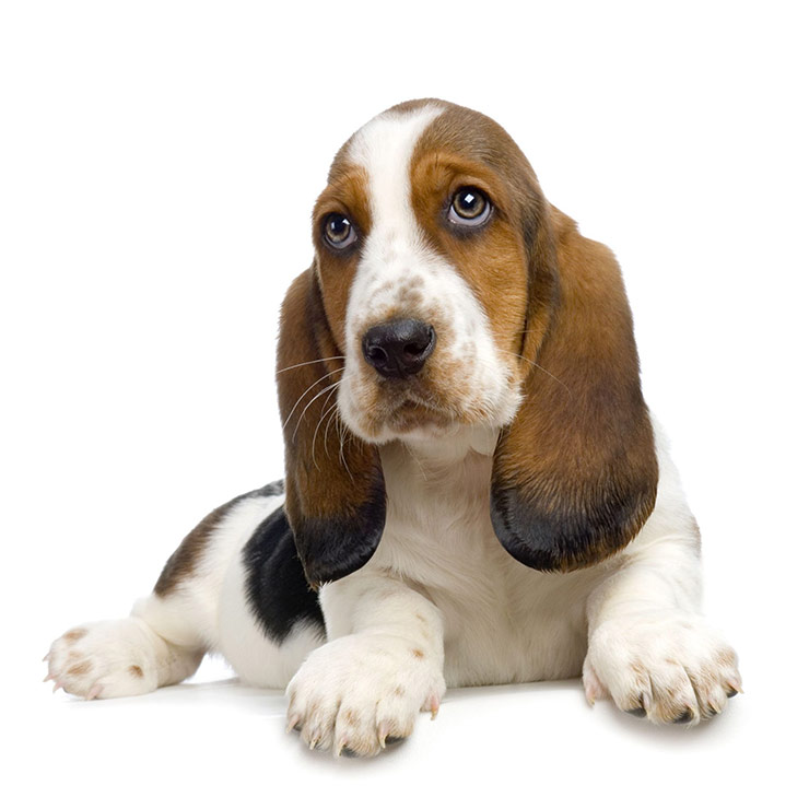 Basset Hound breed standard example