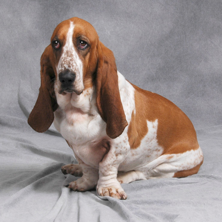 Basset Hound breed standard example 2