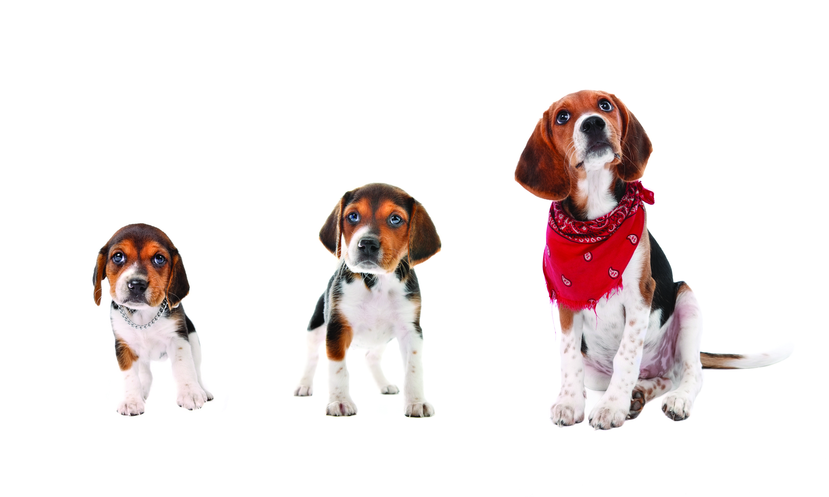 Beagle breed standard example 8