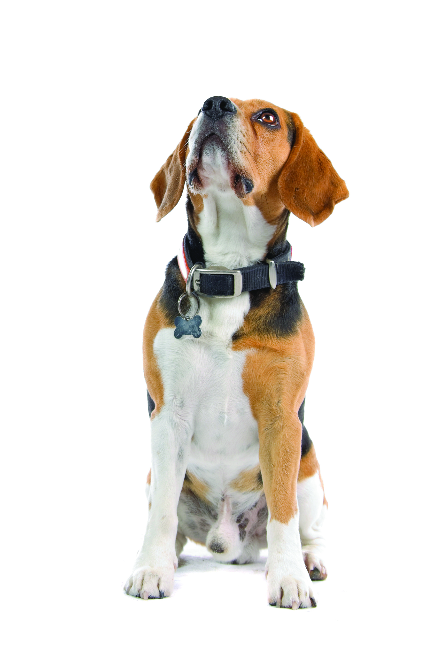 Beagle breed standard example 9
