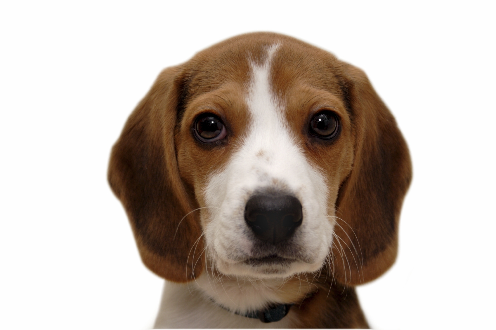 Beagle breed standard example 11