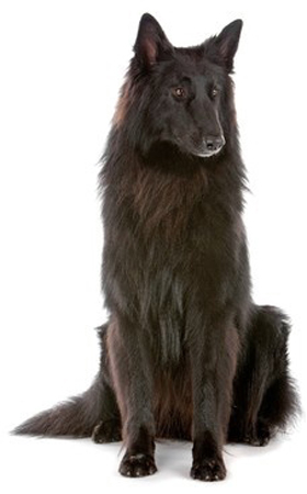 Belgian Sheepdog Groenendael breed standard example