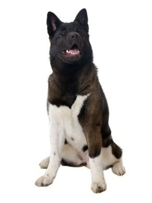 Akita breed standard example