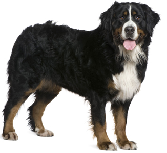 Bernese Mountain Dog breed standard example