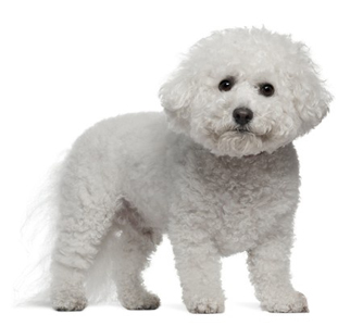 Bichon Frise breed standard example
