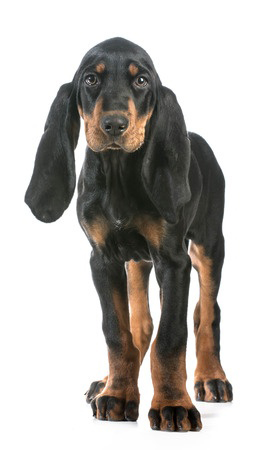 Black and Tan Coonhound breed standard example